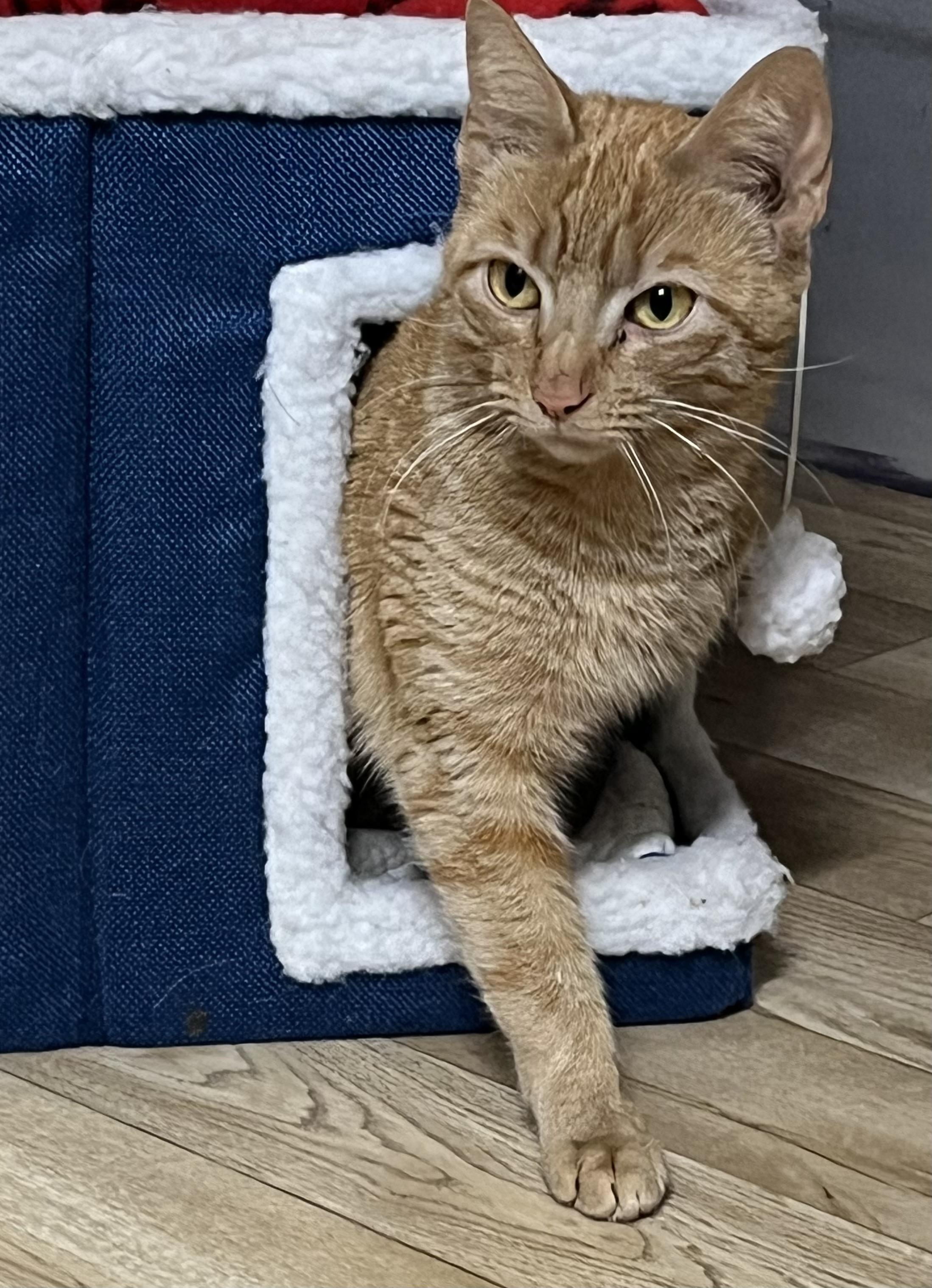 Enlarge Ariel, an adopted Domestic Short Hair in North Bergen, NJ image 1/1