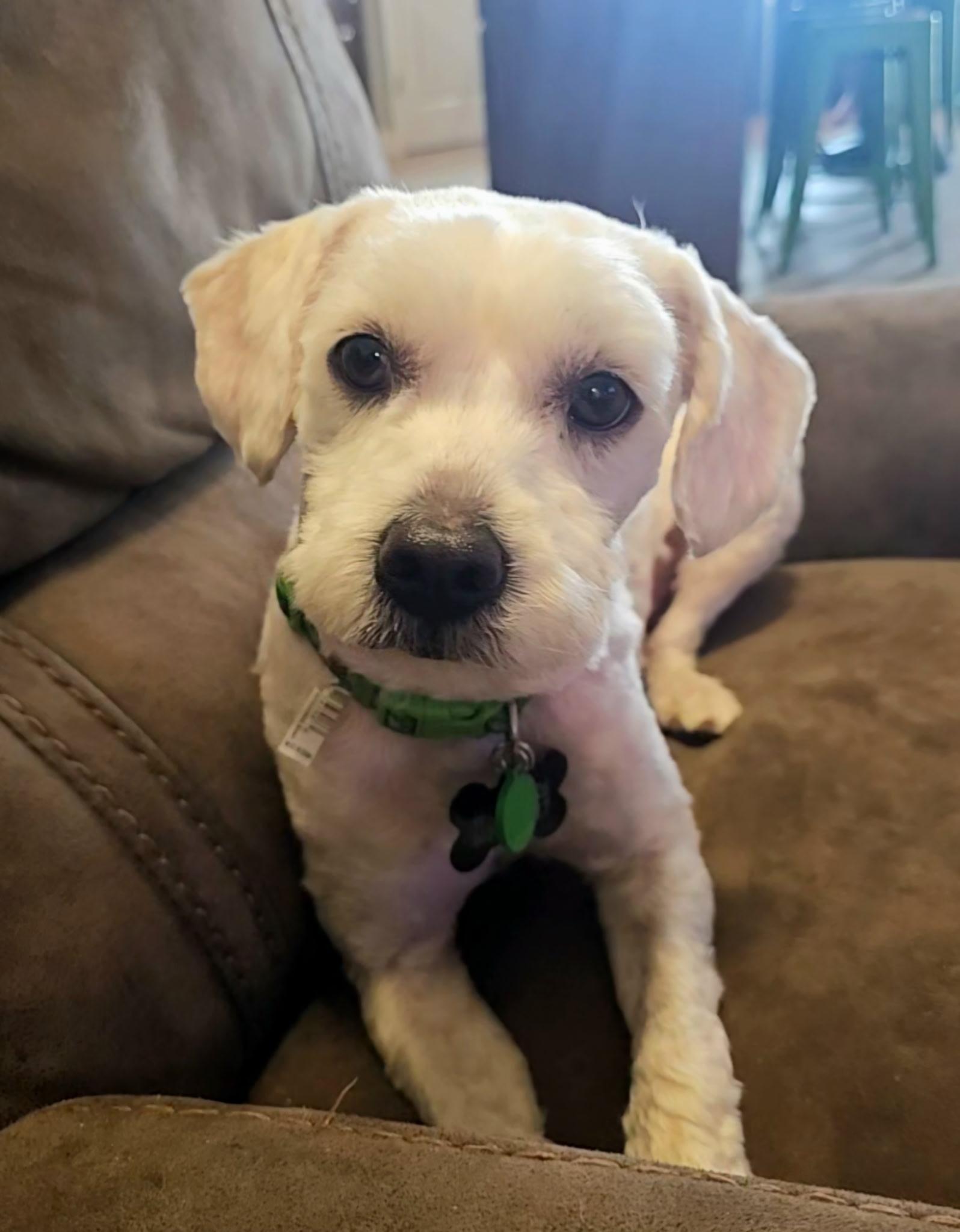 Enlarge Trigger, a ADOPTABLE mixed breed in Bakersfield, CA image 3/5