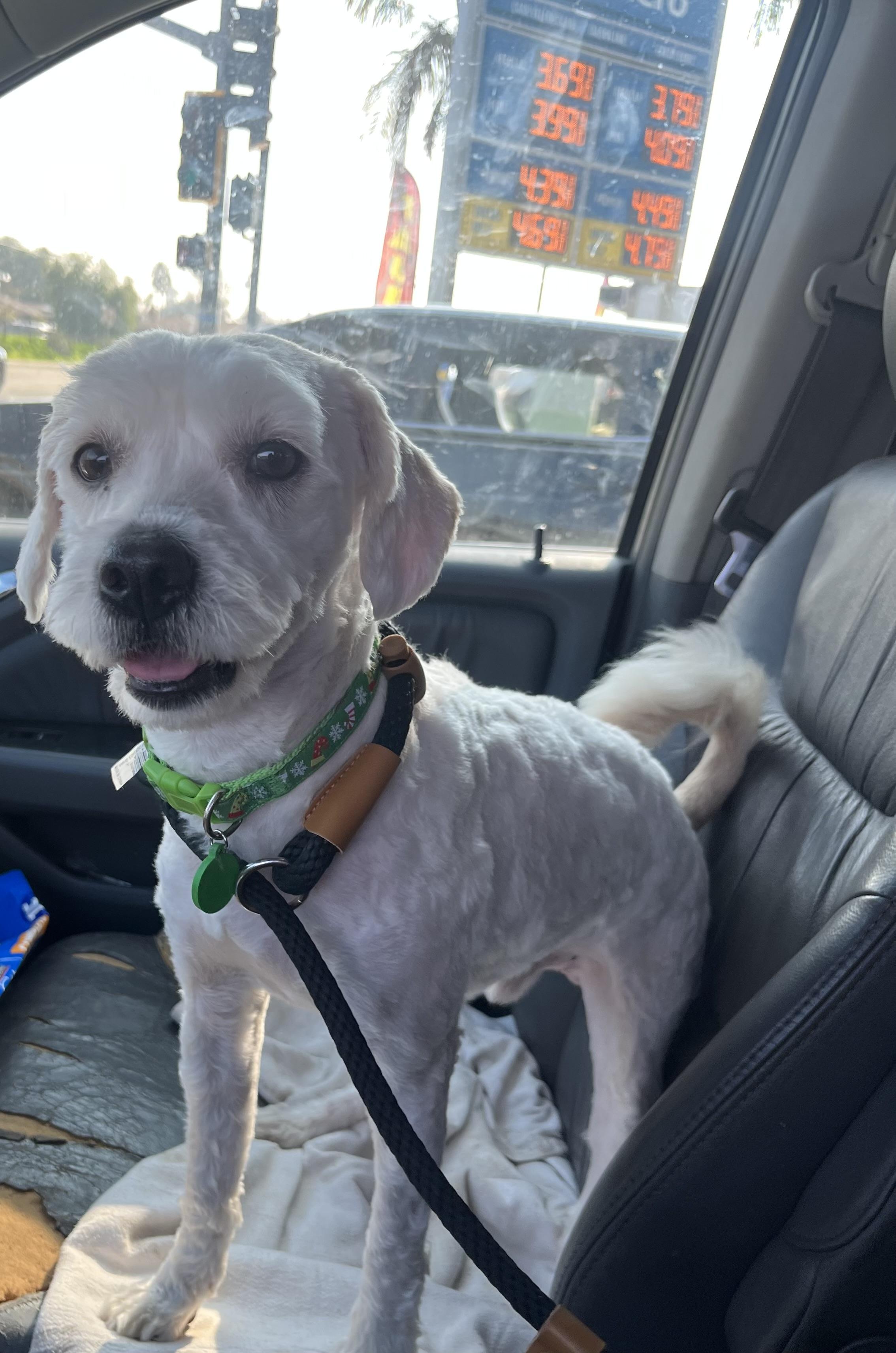 Enlarge Trigger, a ADOPTABLE mixed breed in Bakersfield, CA image 2/5