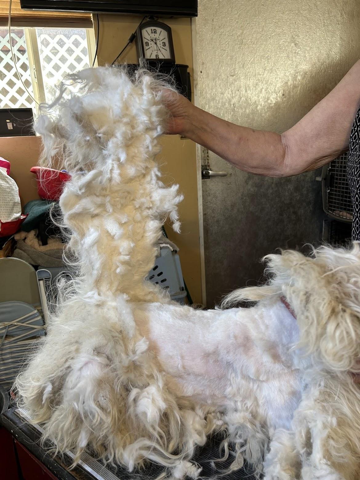 Enlarge Trigger, a ADOPTABLE mixed breed in Bakersfield, CA image 5/5