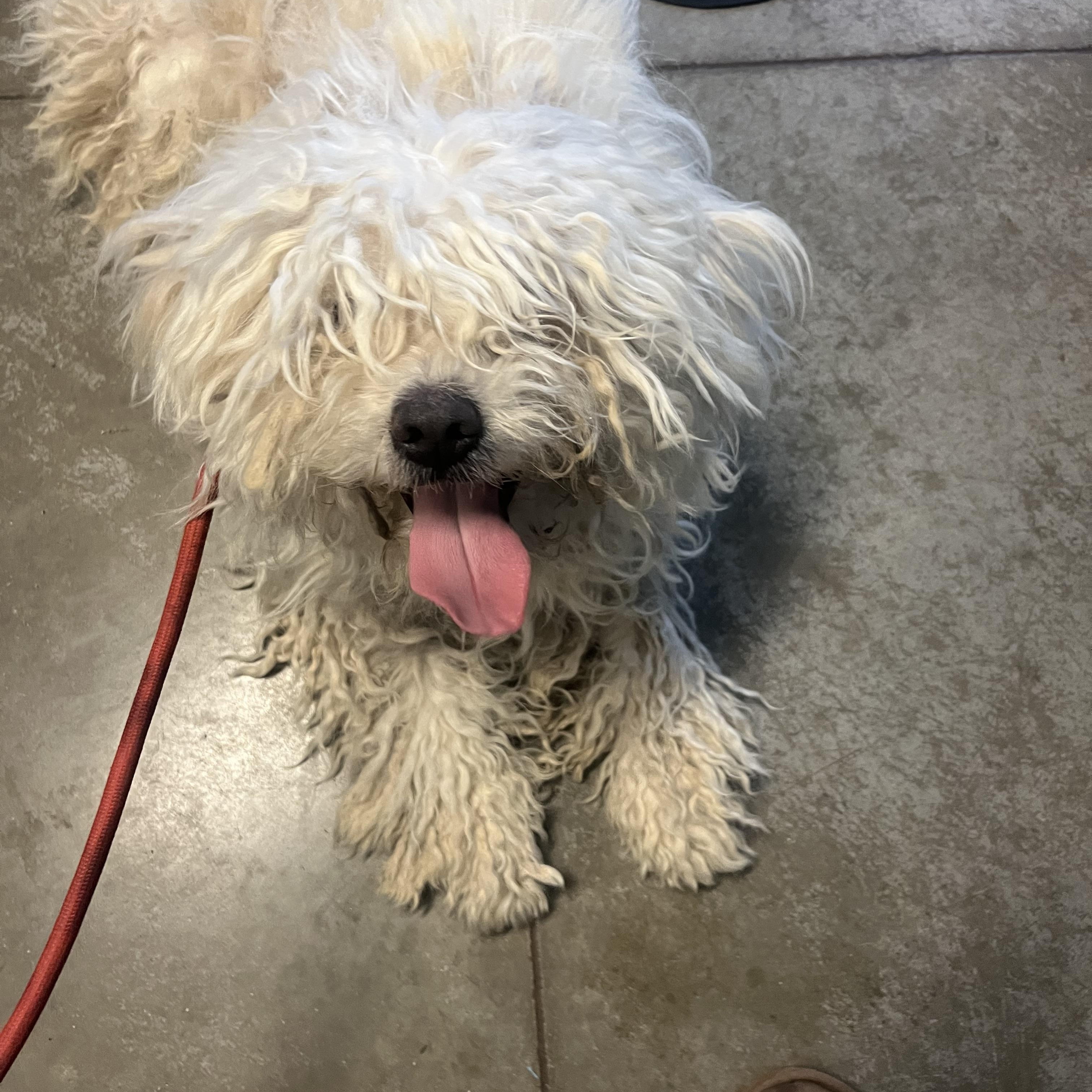 Enlarge Trigger, a ADOPTABLE mixed breed in Bakersfield, CA image 4/5