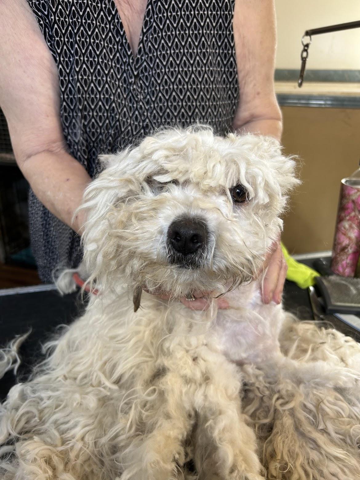 Enlarge Trigger, a ADOPTABLE mixed breed in Bakersfield, CA image 1/5