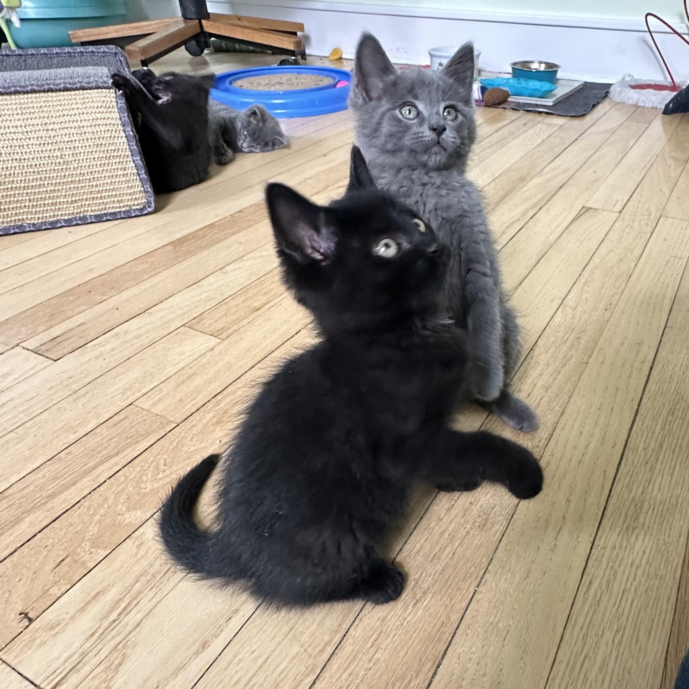A Kittens - Siblings Going in Pairs Amelia Abigail Asher & Arlo , a ADOPTABLE Domestic Short Hair in Clifton, NJ image 3/4