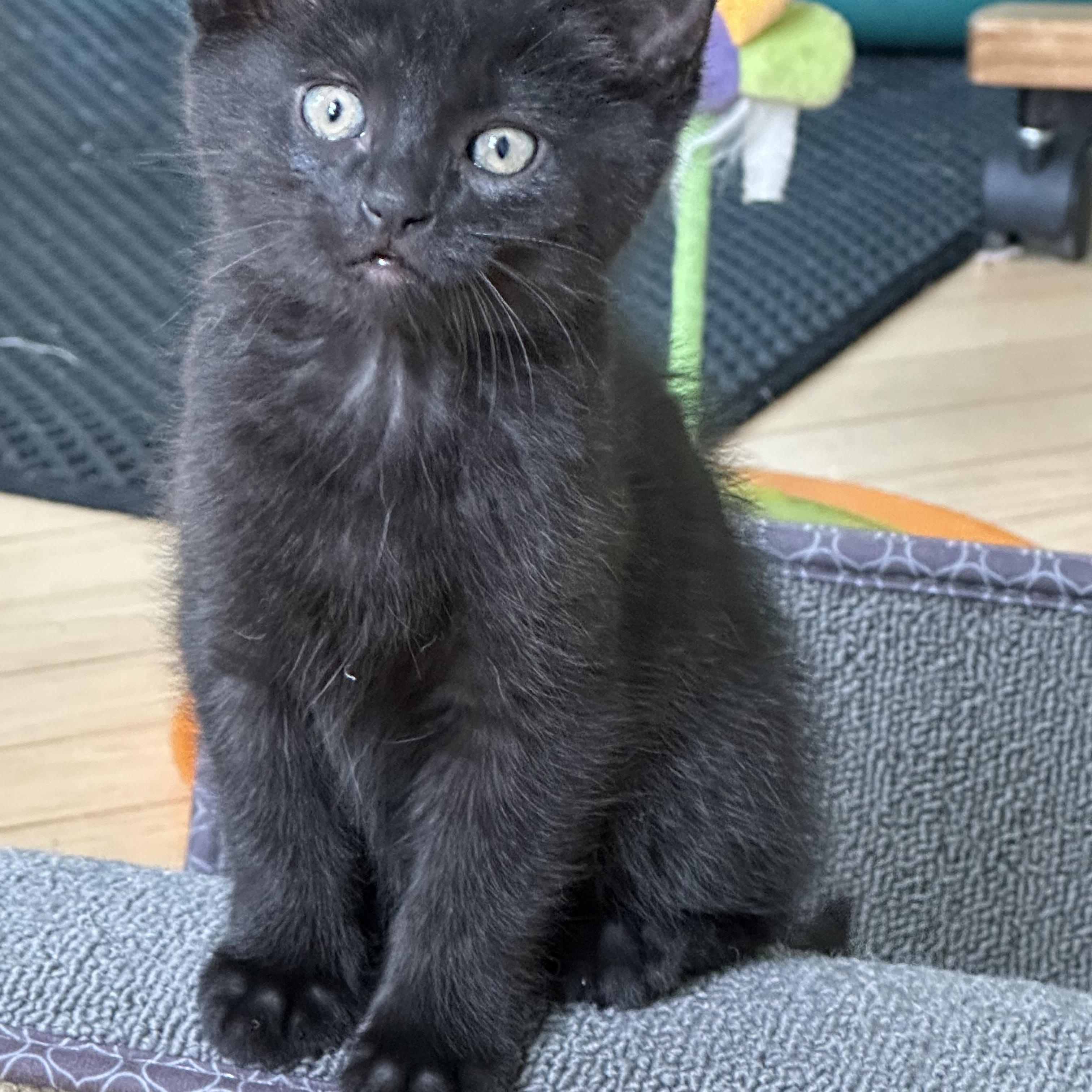 A Kittens - Siblings Going in Pairs Amelia Abigail Asher & Arlo , a ADOPTABLE Domestic Short Hair in Clifton, NJ image 2/4