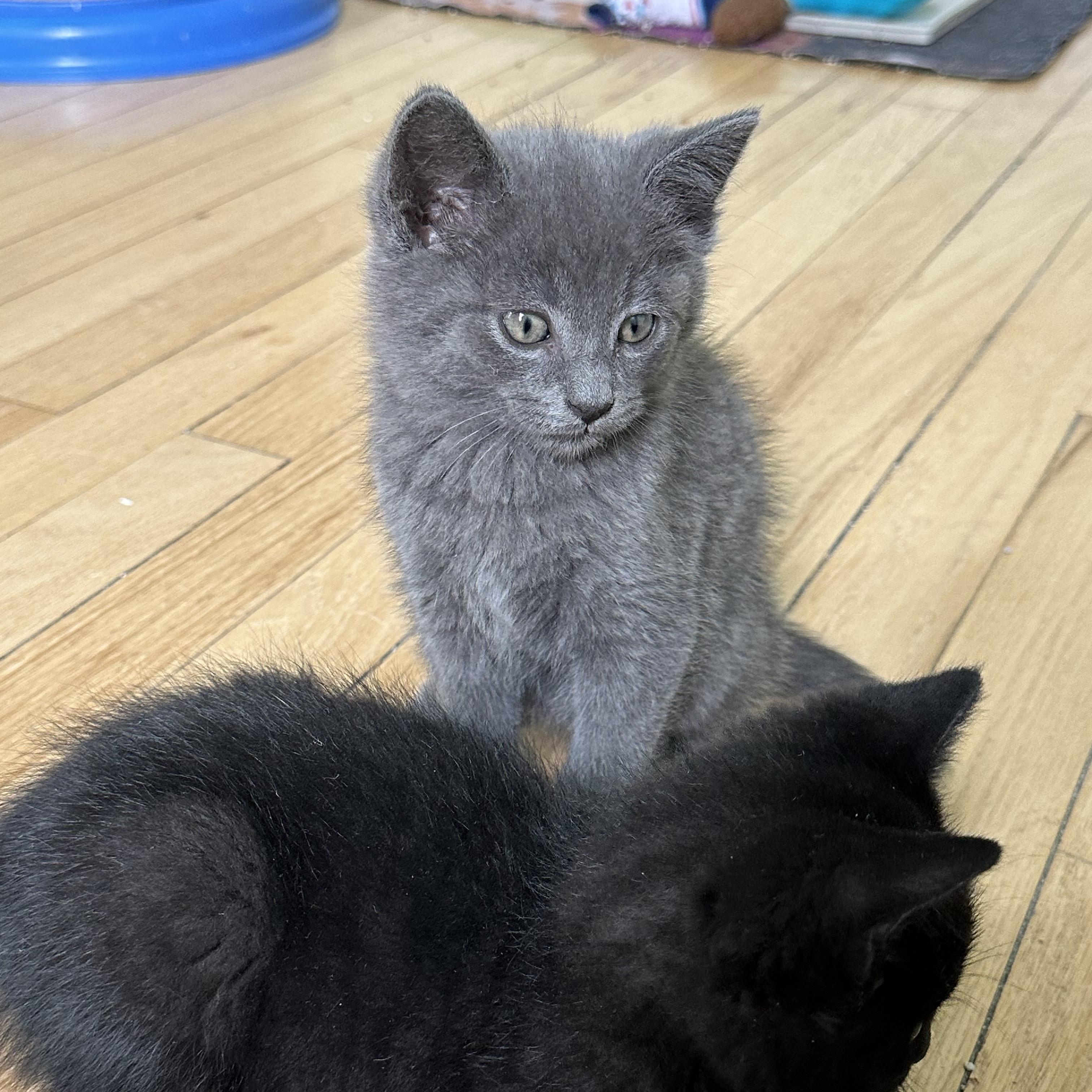 A Kittens - Siblings Going in Pairs Amelia Abigail Asher & Arlo , a ADOPTABLE Domestic Short Hair in Clifton, NJ image 4/4
