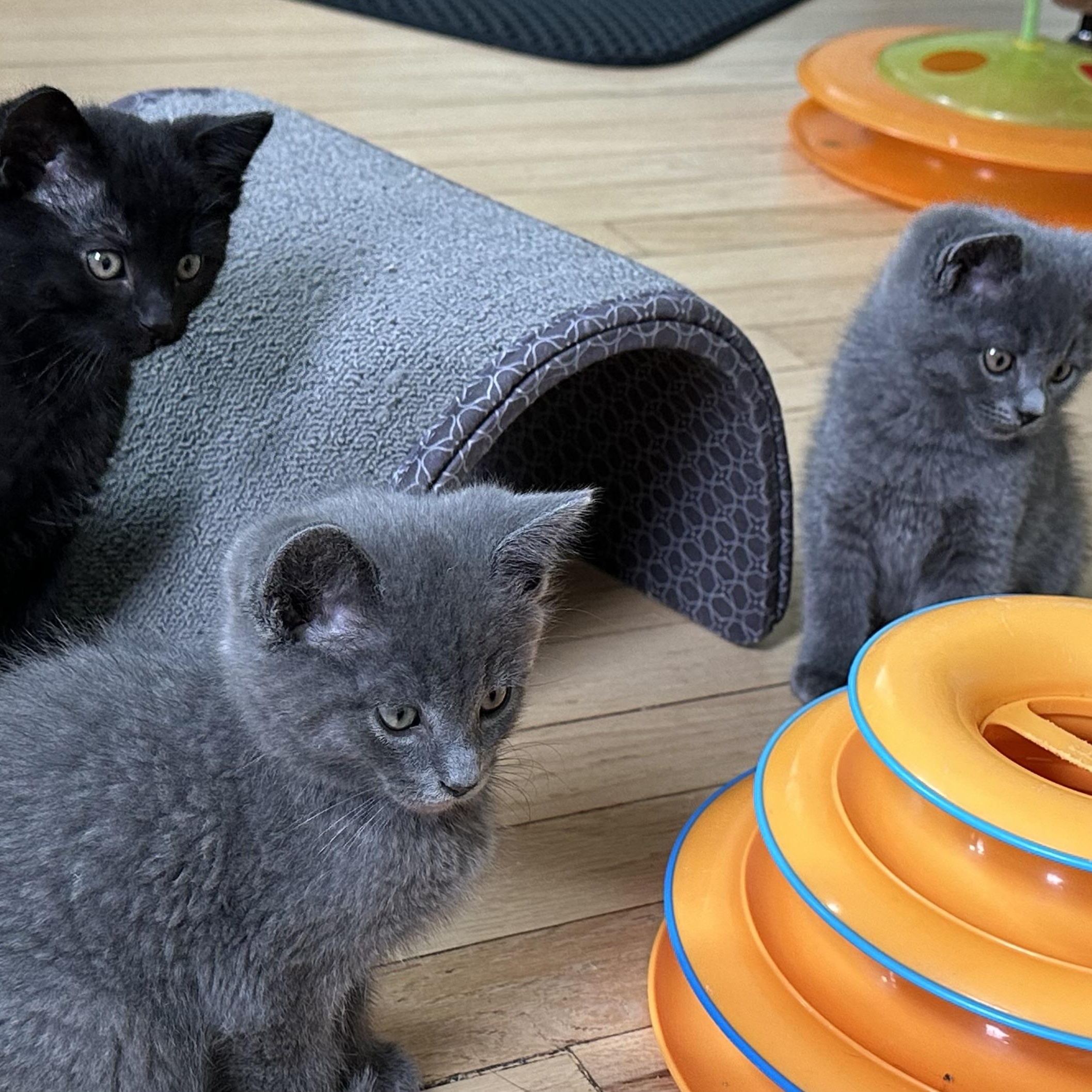 A Kittens - Siblings Going in Pairs Amelia Abigail Asher & Arlo , a ADOPTABLE Domestic Short Hair in Clifton, NJ image 1/4