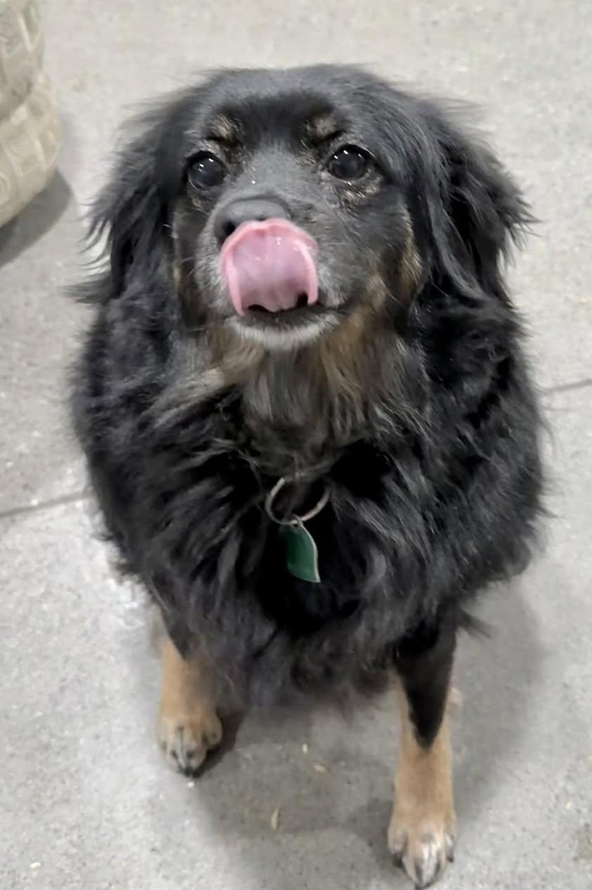 Enlarge Daisy, an adopted mixed breed in Vermilion, OH image 2/4