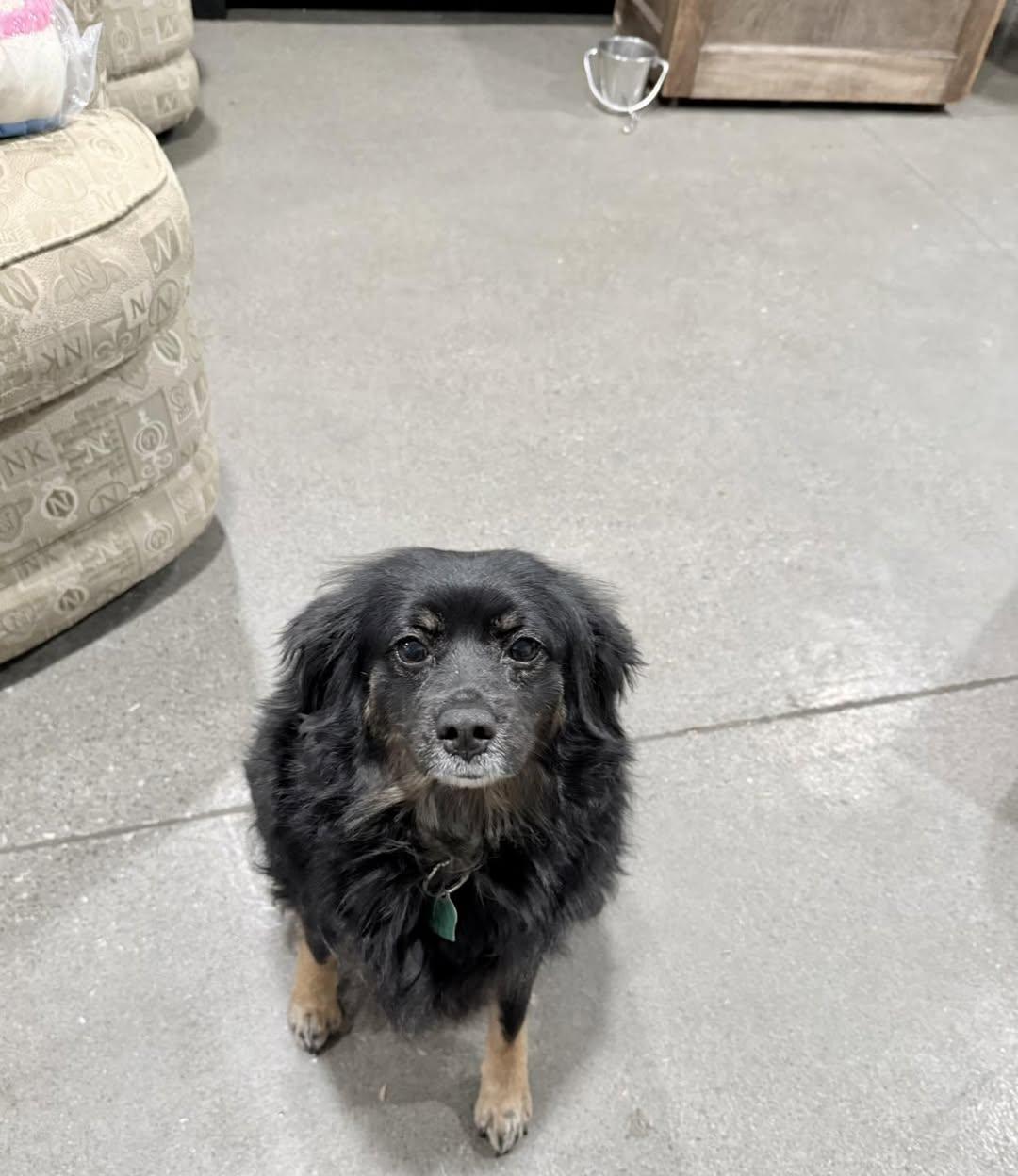 Enlarge Daisy, an adopted mixed breed in Vermilion, OH image 4/4