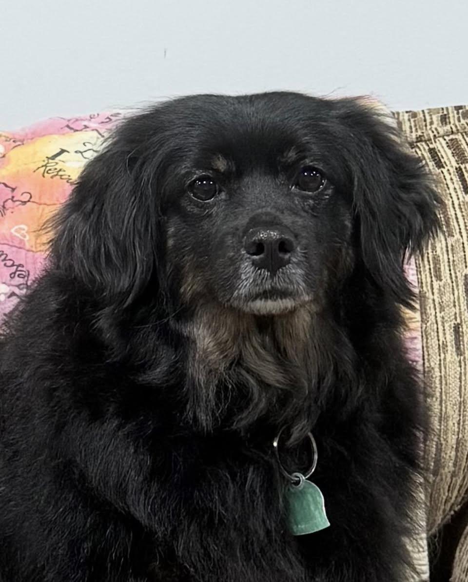 Enlarge Daisy, an adopted mixed breed in Vermilion, OH image 3/4