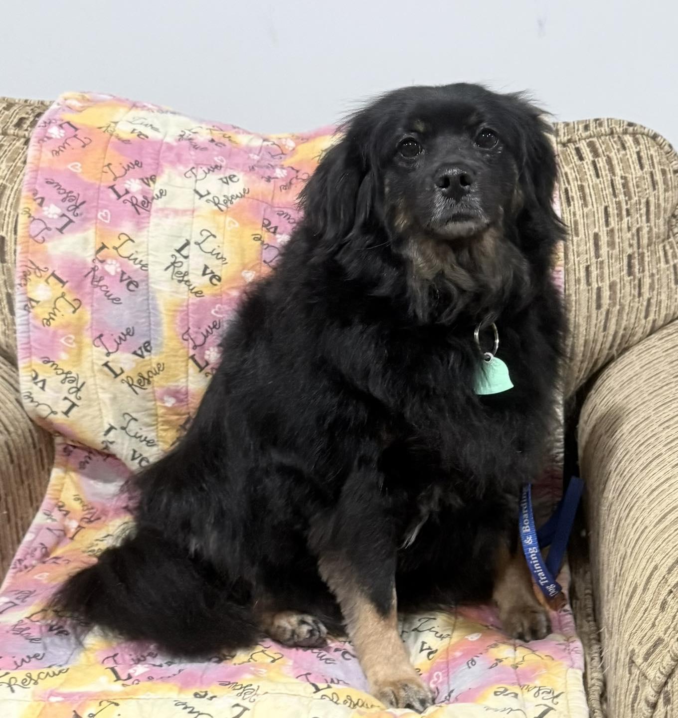 Enlarge Daisy, an adopted mixed breed in Vermilion, OH image 1/4