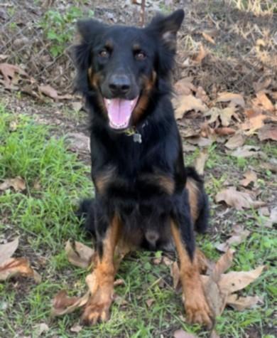 SLY, Adoptable, Young Male German Shepherd Dog & Mixed Breed.