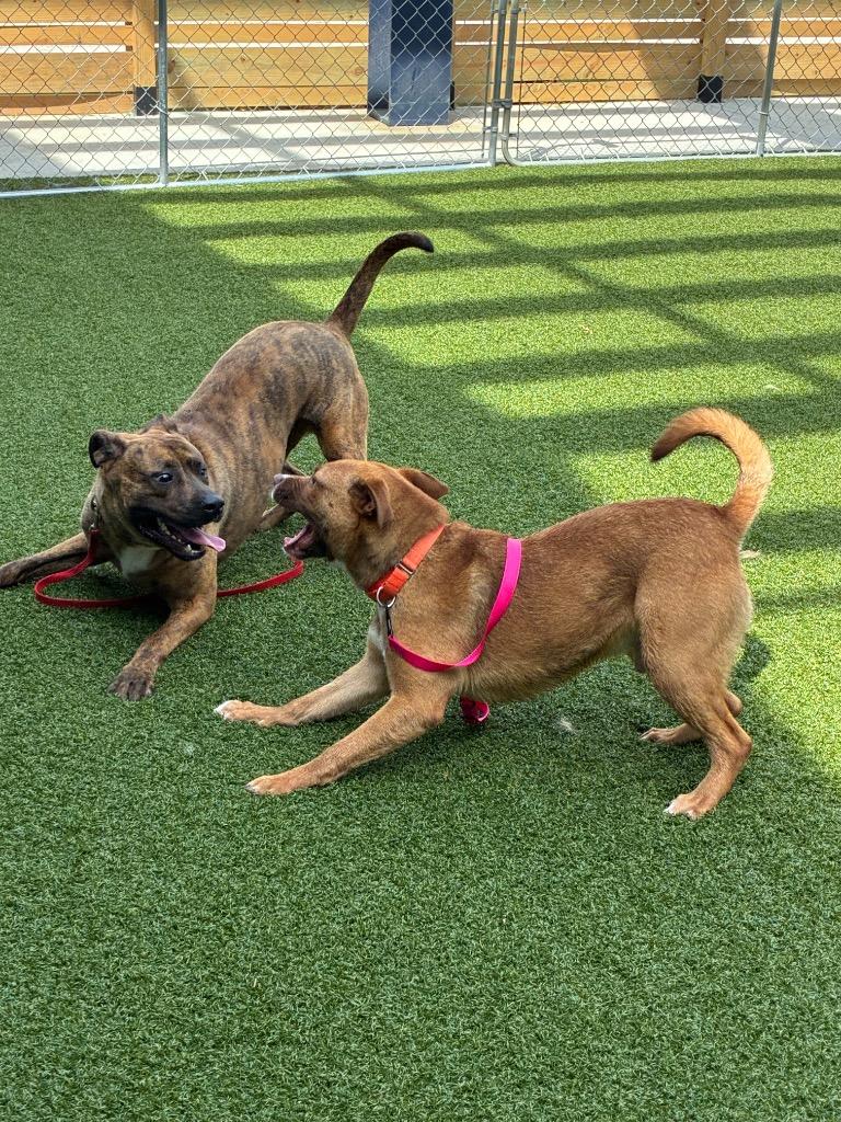 Enlarge Pork Chop, a Adoptable mixed breed in Hartsville, SC image 1/6