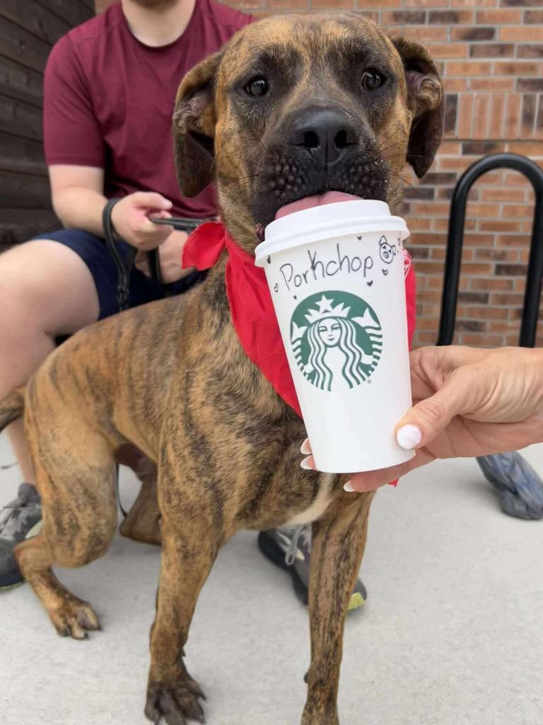 Enlarge Pork Chop, a Adoptable mixed breed in Hartsville, SC image 2/6