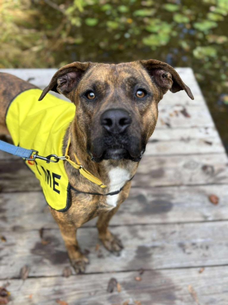 Enlarge Pork Chop, a Adoptable mixed breed in Hartsville, SC image 3/6