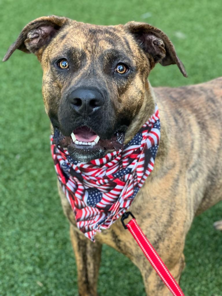 Enlarge Pork Chop, a Adoptable mixed breed in Hartsville, SC image 4/6