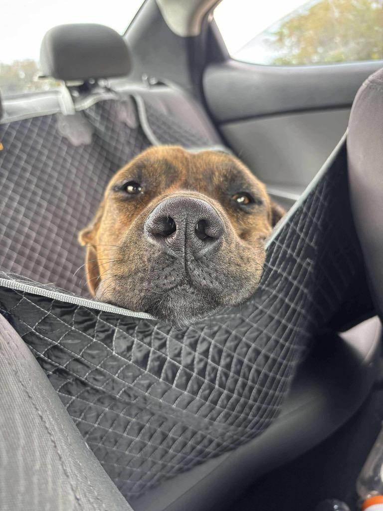 Enlarge Pork Chop, a Adoptable mixed breed in Hartsville, SC image 6/6