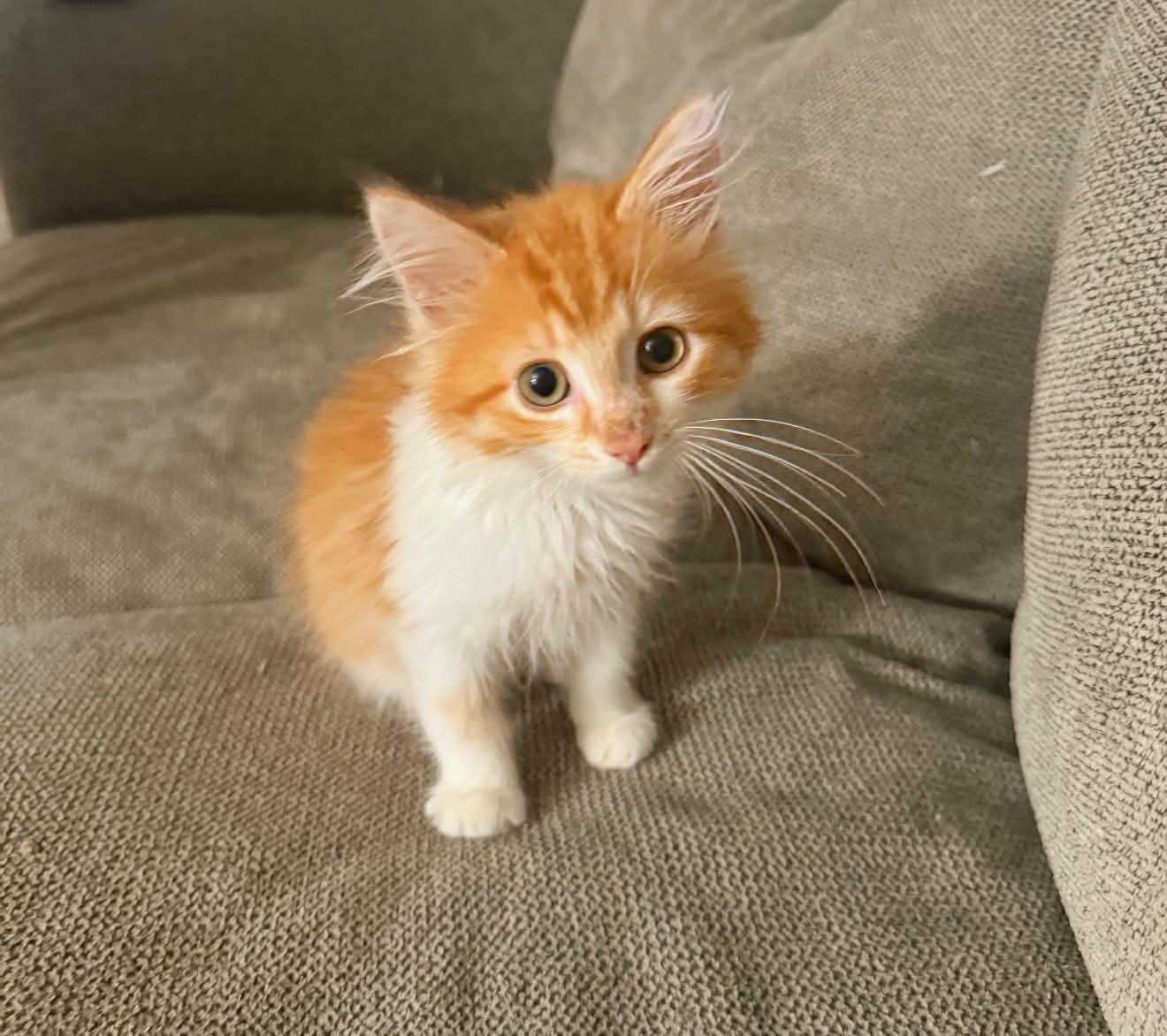 Enlarge Griffin, an adopted Domestic Long Hair in brant, MI image 3/4