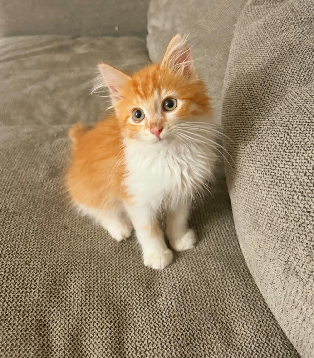Enlarge Griffin, an adopted Domestic Long Hair in brant, MI image 4/4