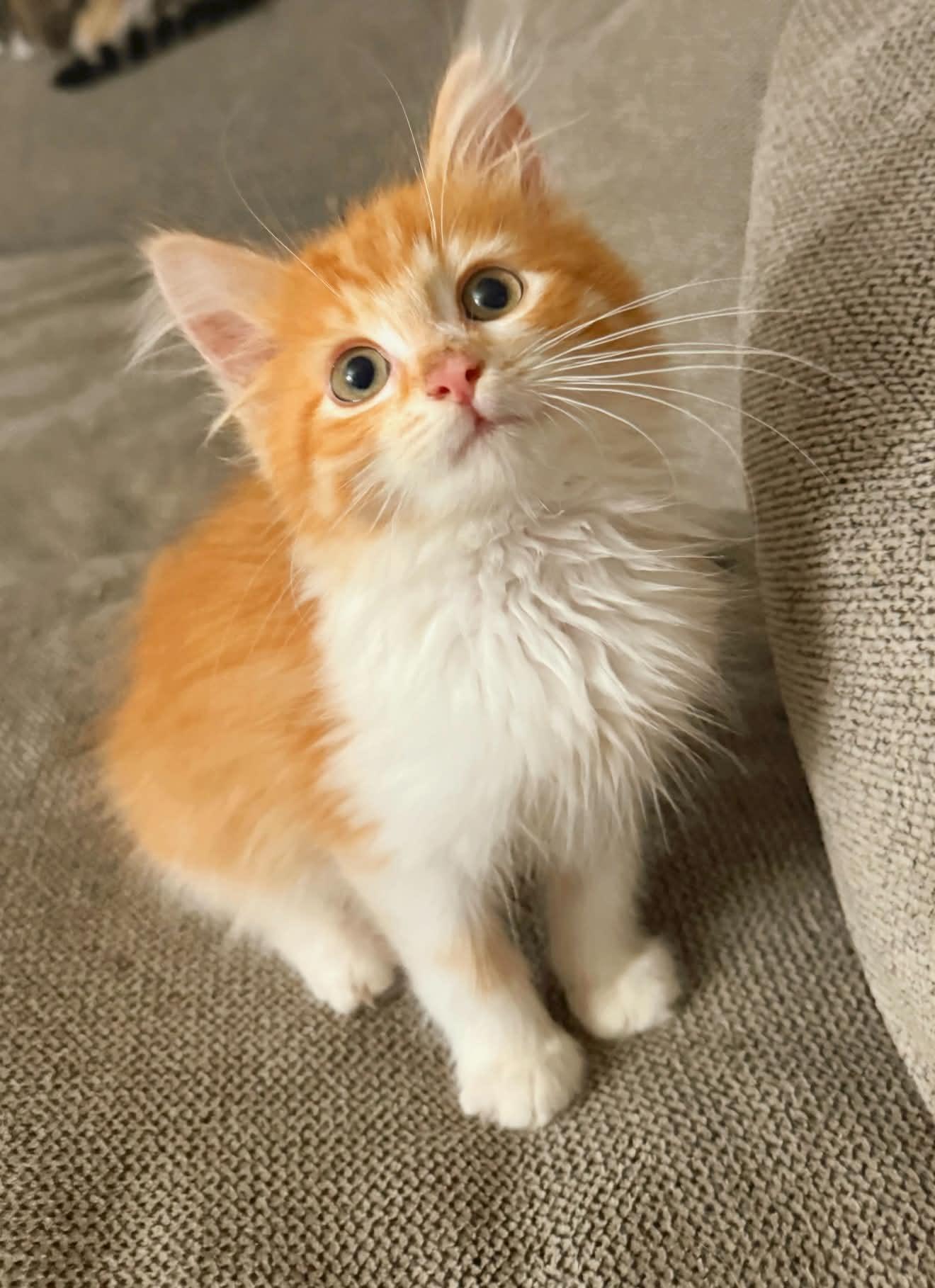 Griffin, adopted, Kitten Male Domestic Long Hair.