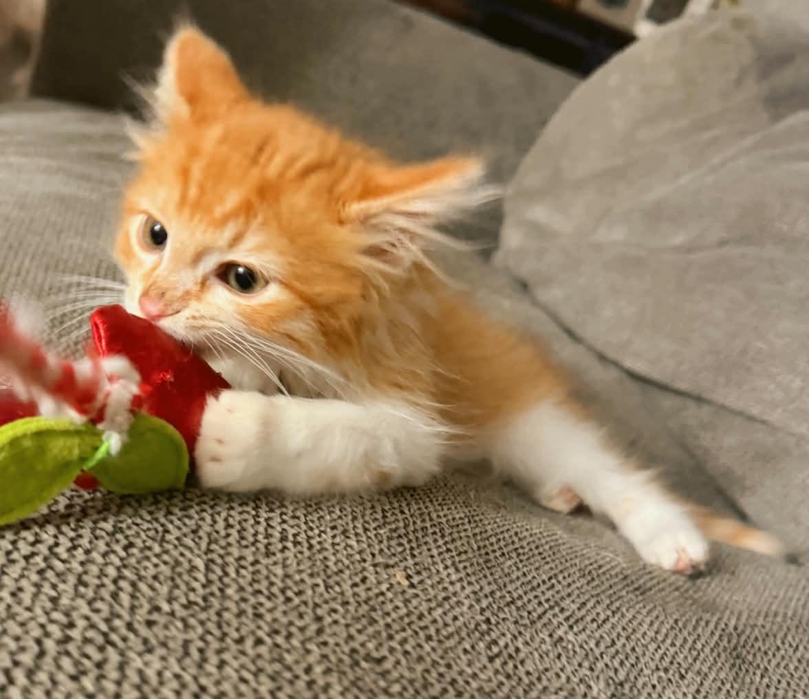 Enlarge Griffin, an adopted Domestic Long Hair in brant, MI image 2/4