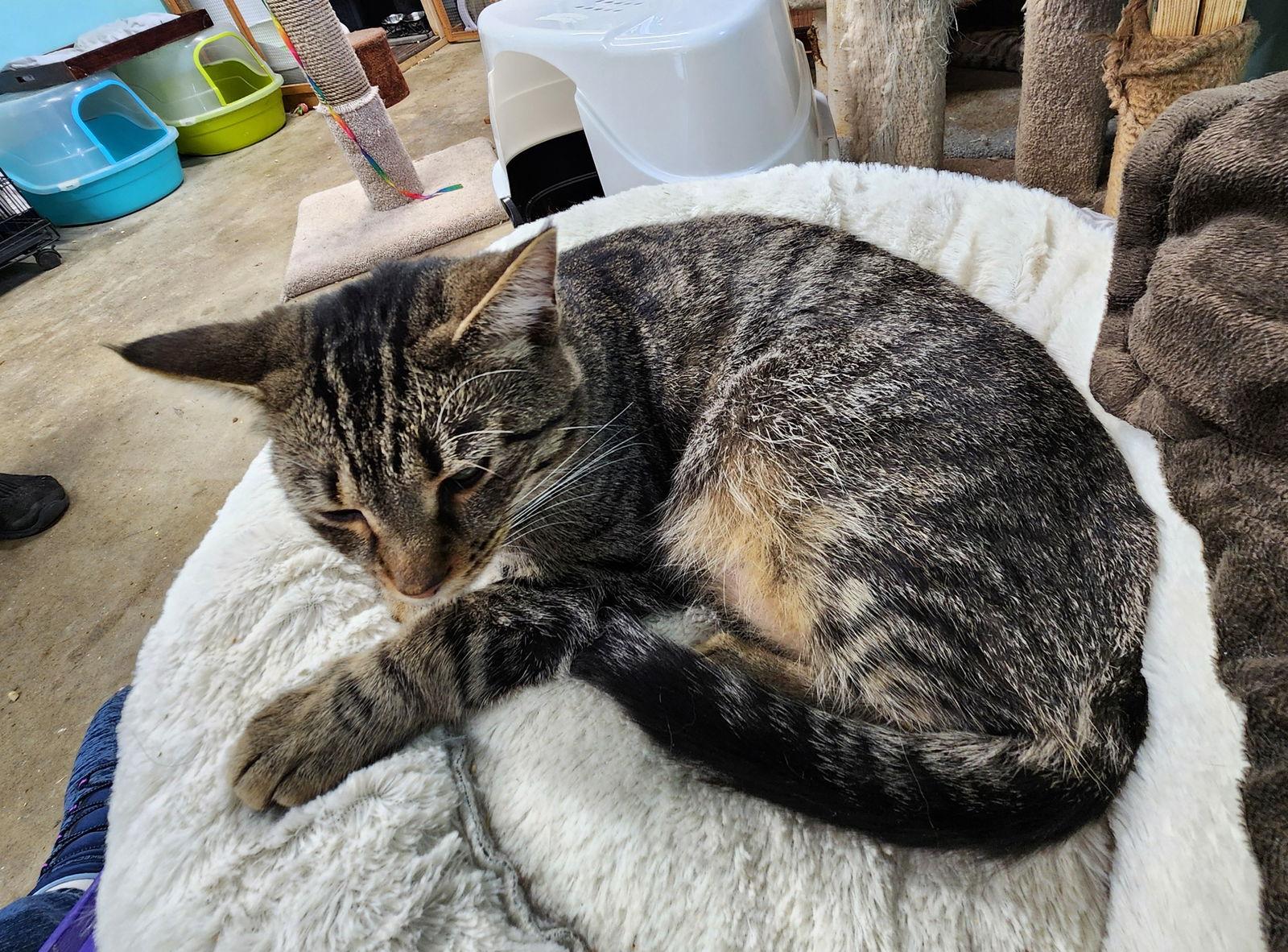 Blinken, Adoptable, Young Female Domestic Short Hair.