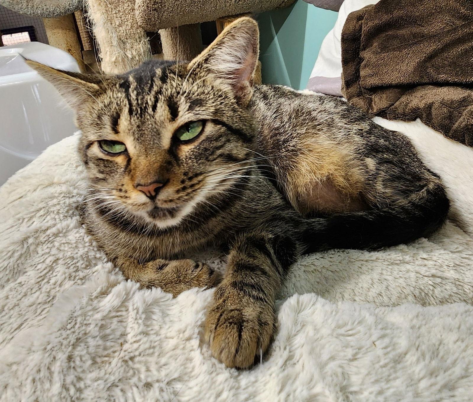 Blinken, Adoptable, Young Female Domestic Short Hair.