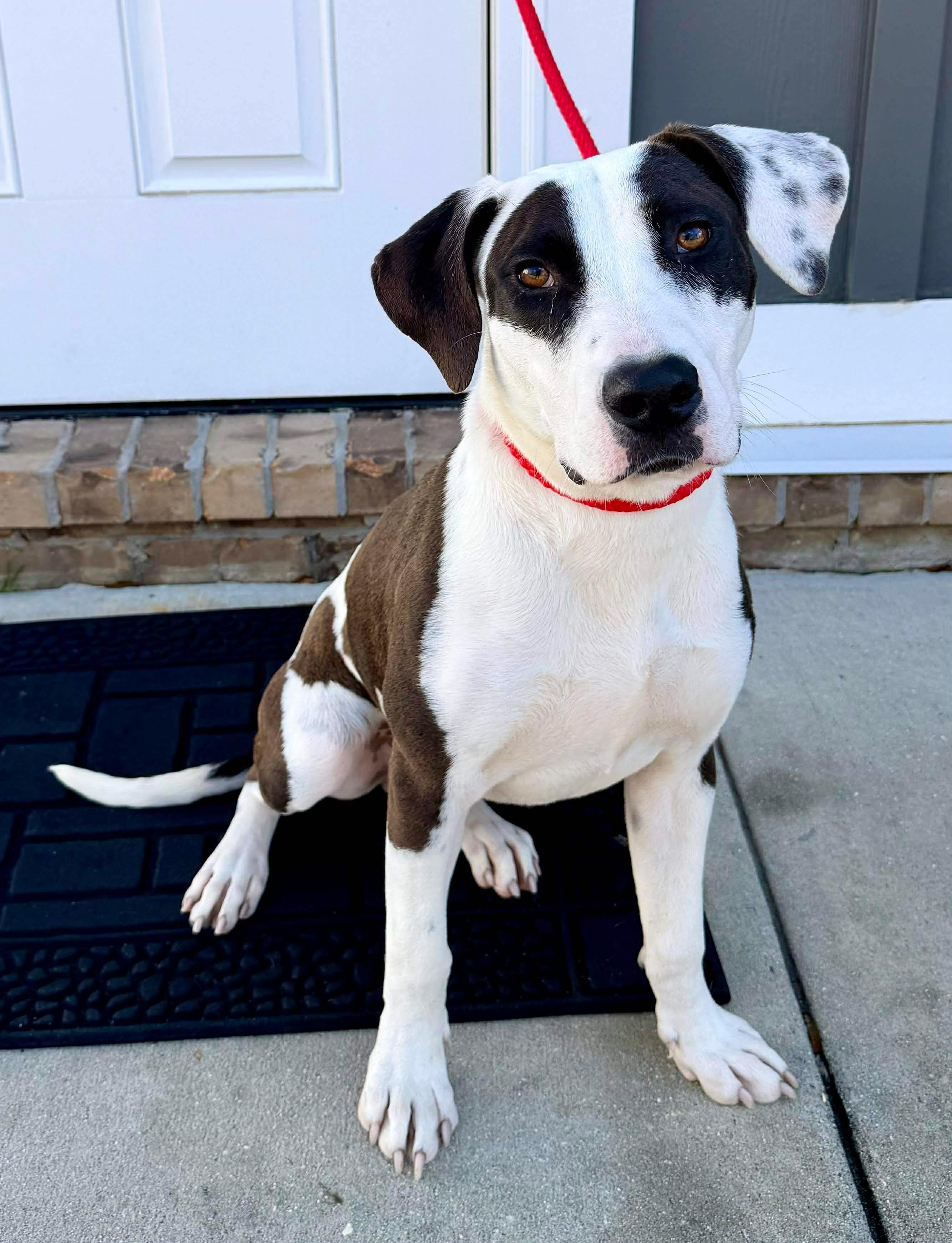 Enlarge Moon, a Adoptable mixed breed in Jackson, MI image 1/6