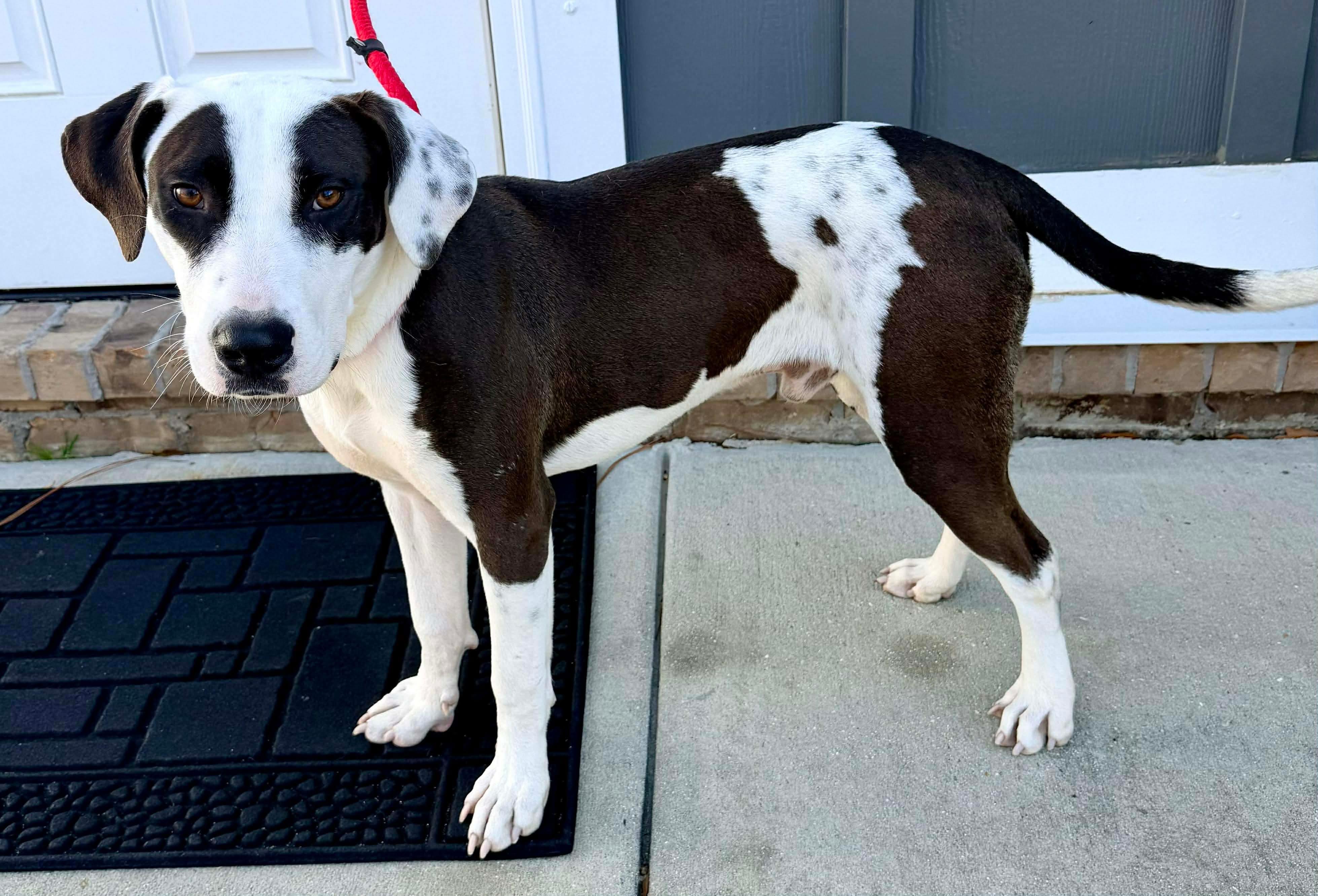 Enlarge Moon, a Adoptable mixed breed in Jackson, MI image 3/6