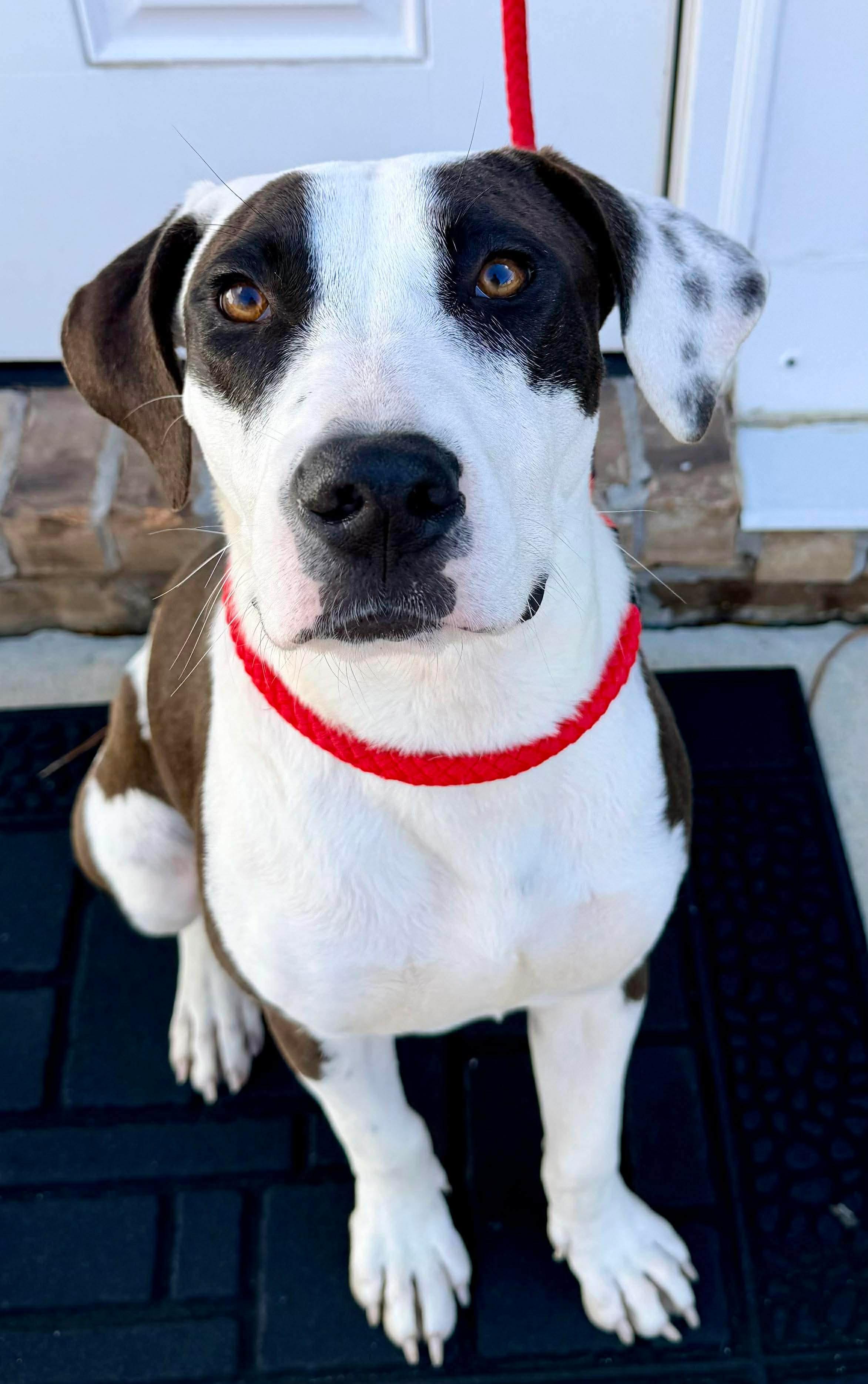 Enlarge Moon, a Adoptable mixed breed in Jackson, MI image 4/6