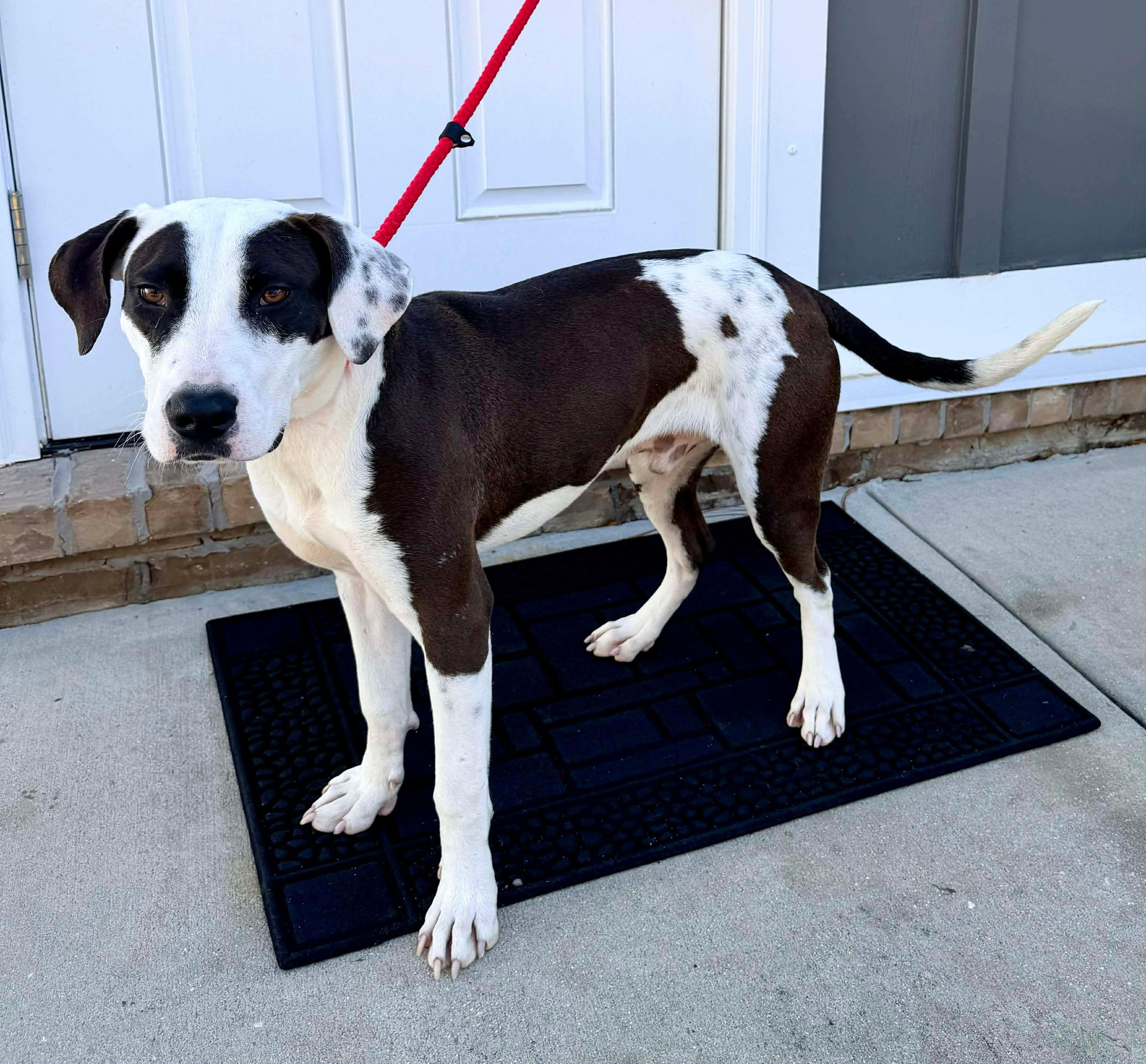 Enlarge Moon, a Adoptable mixed breed in Jackson, MI image 2/6