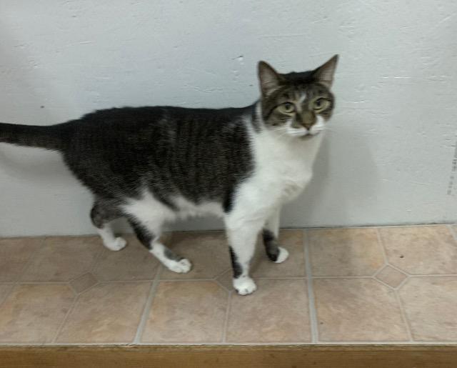 Enlarge Roo, a Adoptable mixed breed in St. James City, FL image 1/2