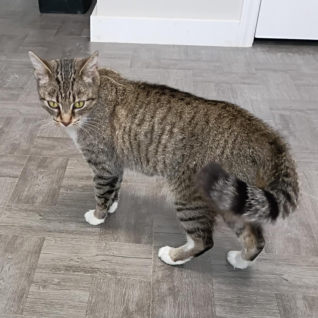 Enlarge Buttercup, an adopted Tabby in Rogersville, TN image 3/6