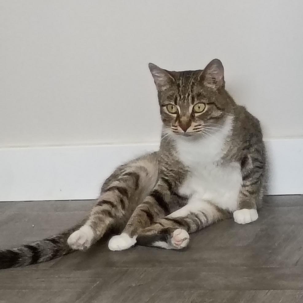 Enlarge Buttercup, an adopted Tabby in Rogersville, TN image 5/6