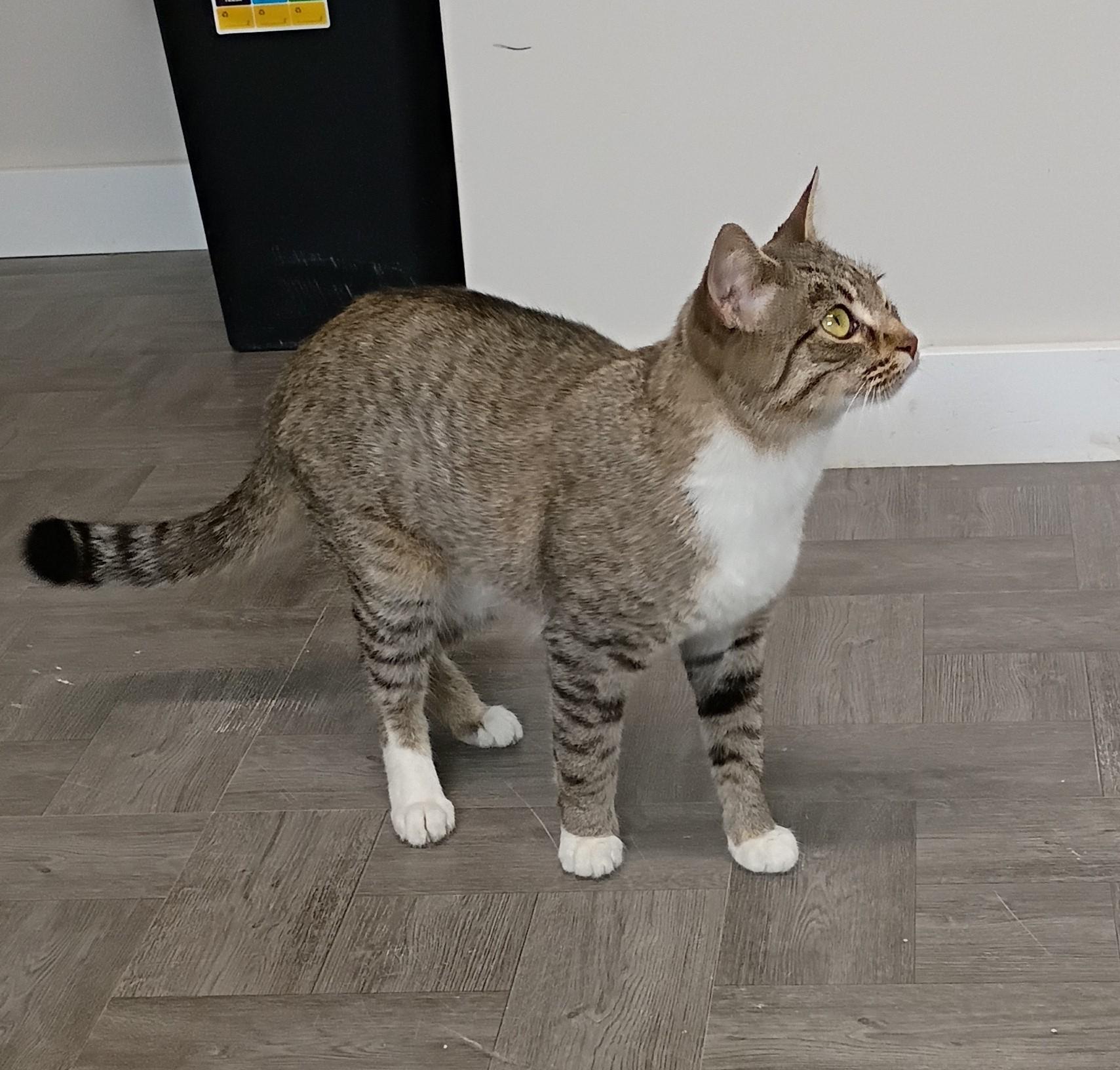 Enlarge Buttercup, an adopted Tabby in Rogersville, TN image 4/6