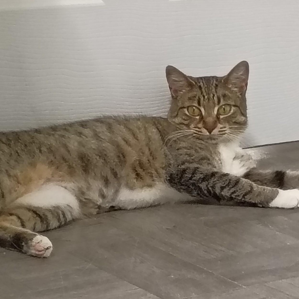 Enlarge Buttercup, an adopted Tabby in Rogersville, TN image 6/6