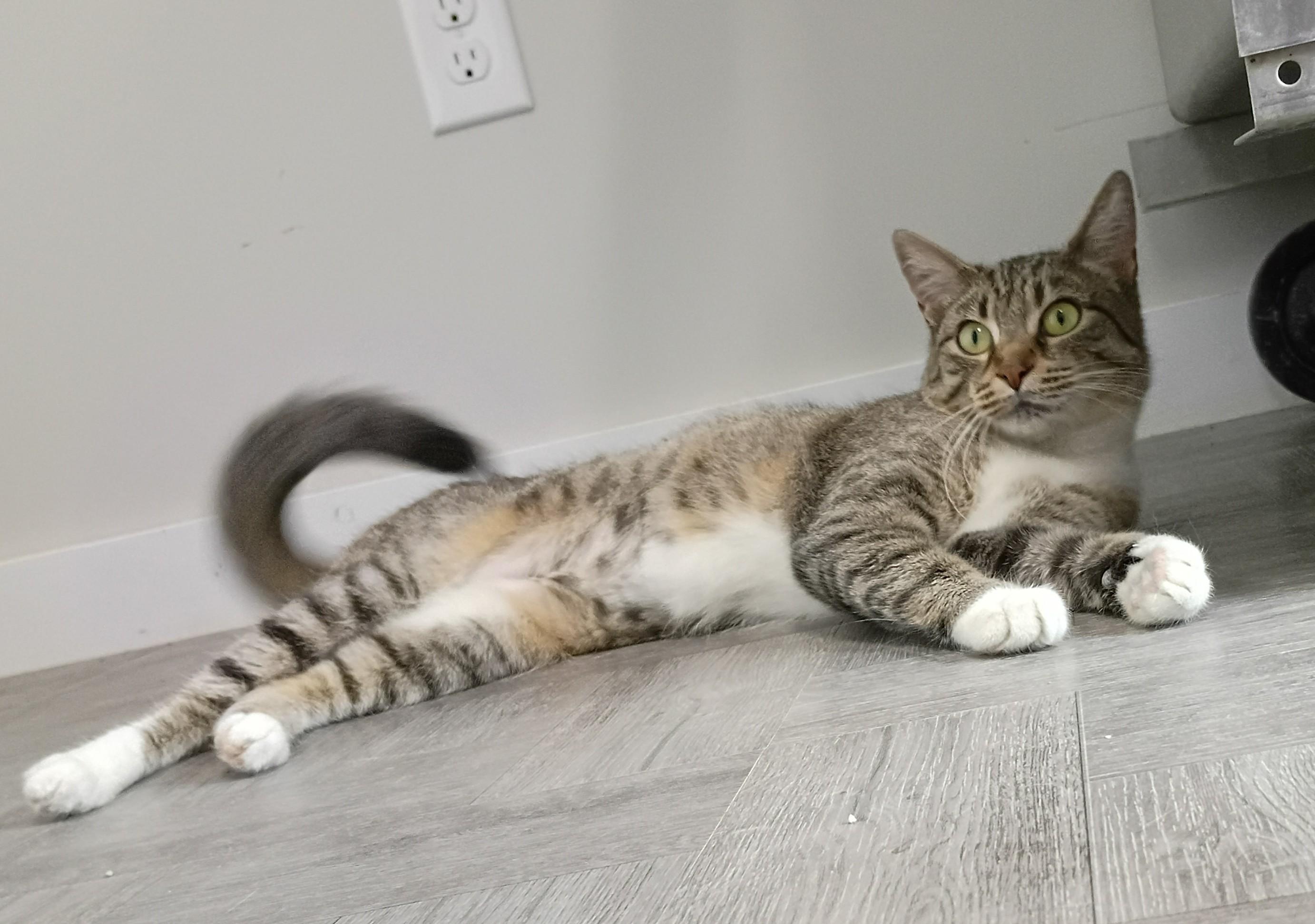 Enlarge Buttercup, an adopted Tabby in Rogersville, TN image 2/6