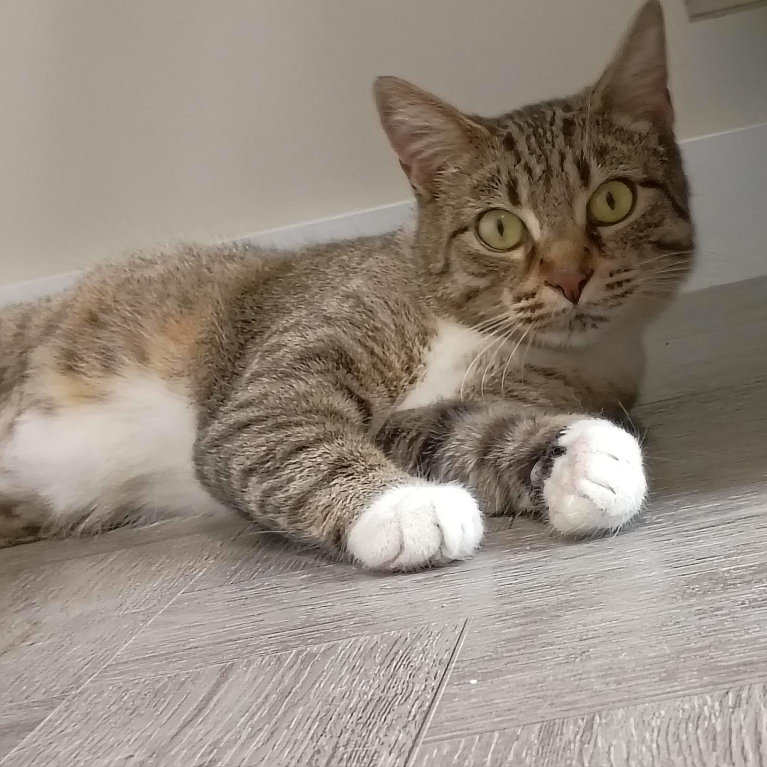 Buttercup, adopted, Adult Female Tabby.
