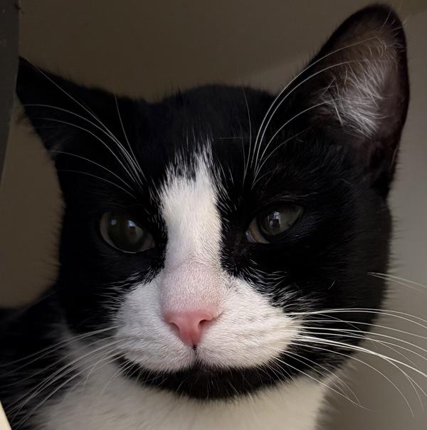 Enlarge Waffles - Bonded W/ Pancakes, a Adoptable mixed breed in Silverdale, WA image 1/3