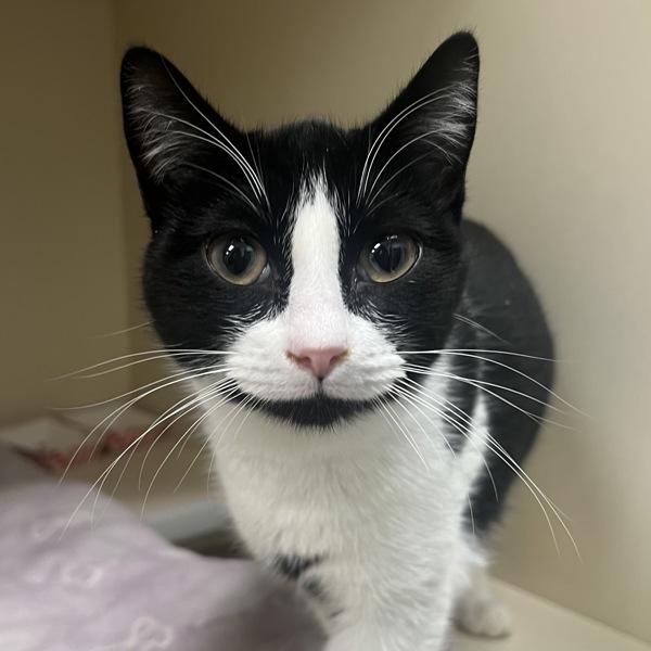 Enlarge Waffles - Bonded W/ Pancakes, a Adoptable mixed breed in Silverdale, WA image 2/3