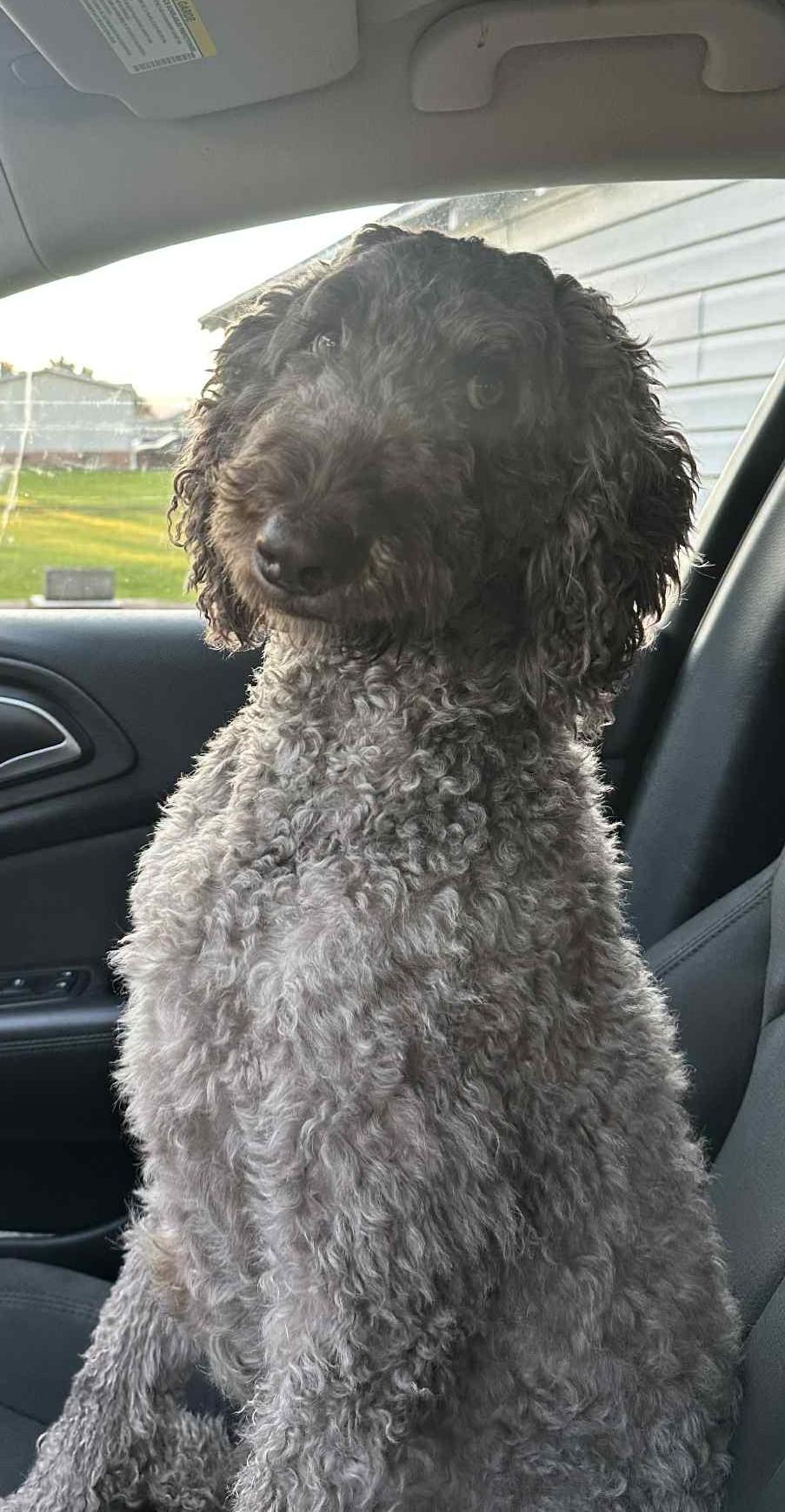 Enlarge Virginia, a Adoptable mixed breed in Falls Church, VA image 3/3