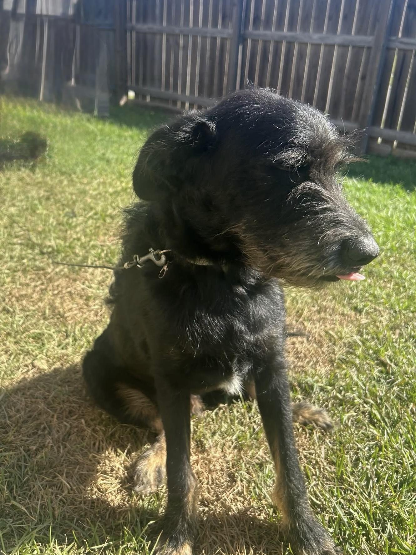 Enlarge Knight, a Adoptable mixed breed in Baker, LA image 3/5