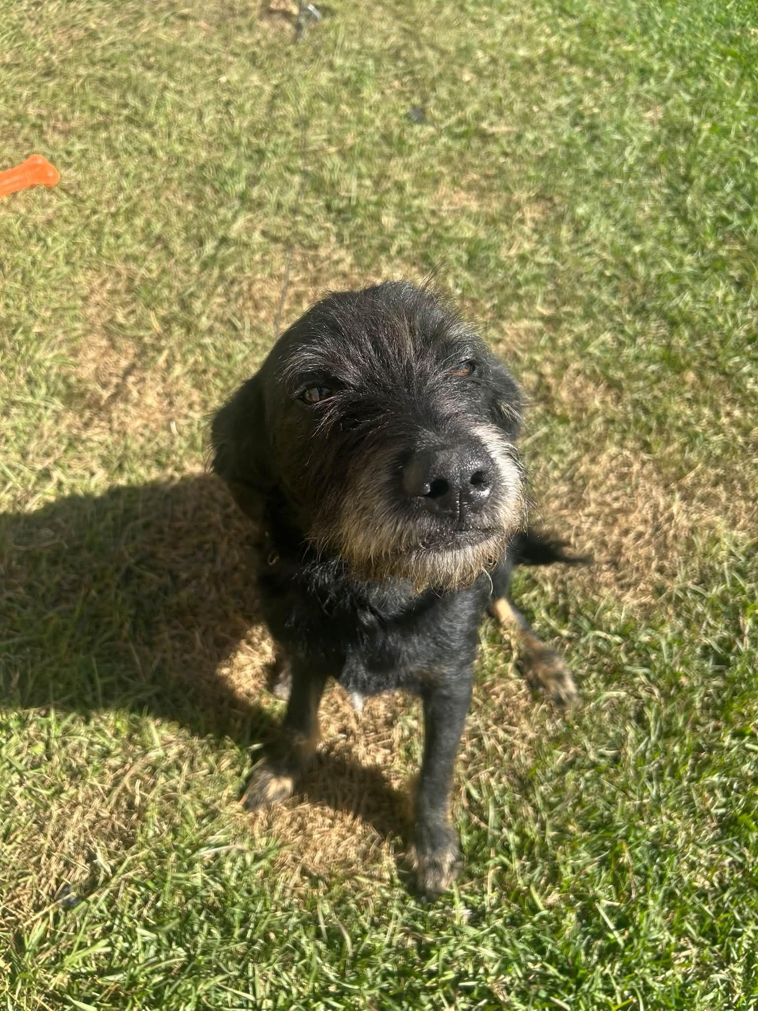 Enlarge Knight, a Adoptable mixed breed in Baker, LA image 5/5