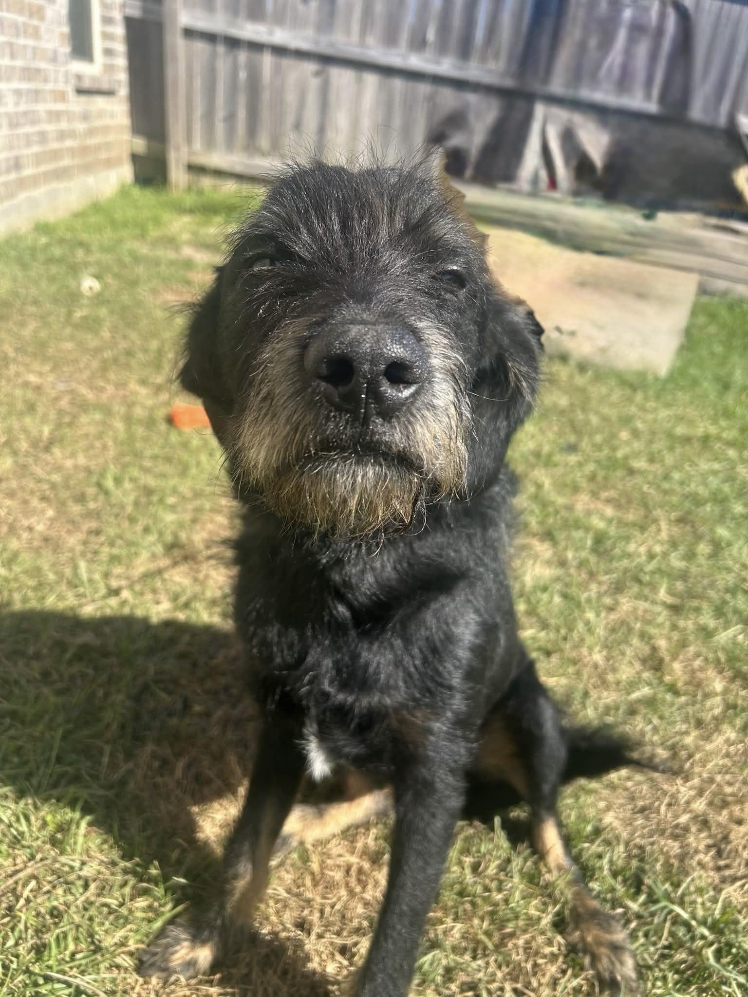 Enlarge Knight, a Adoptable mixed breed in Baker, LA image 1/5