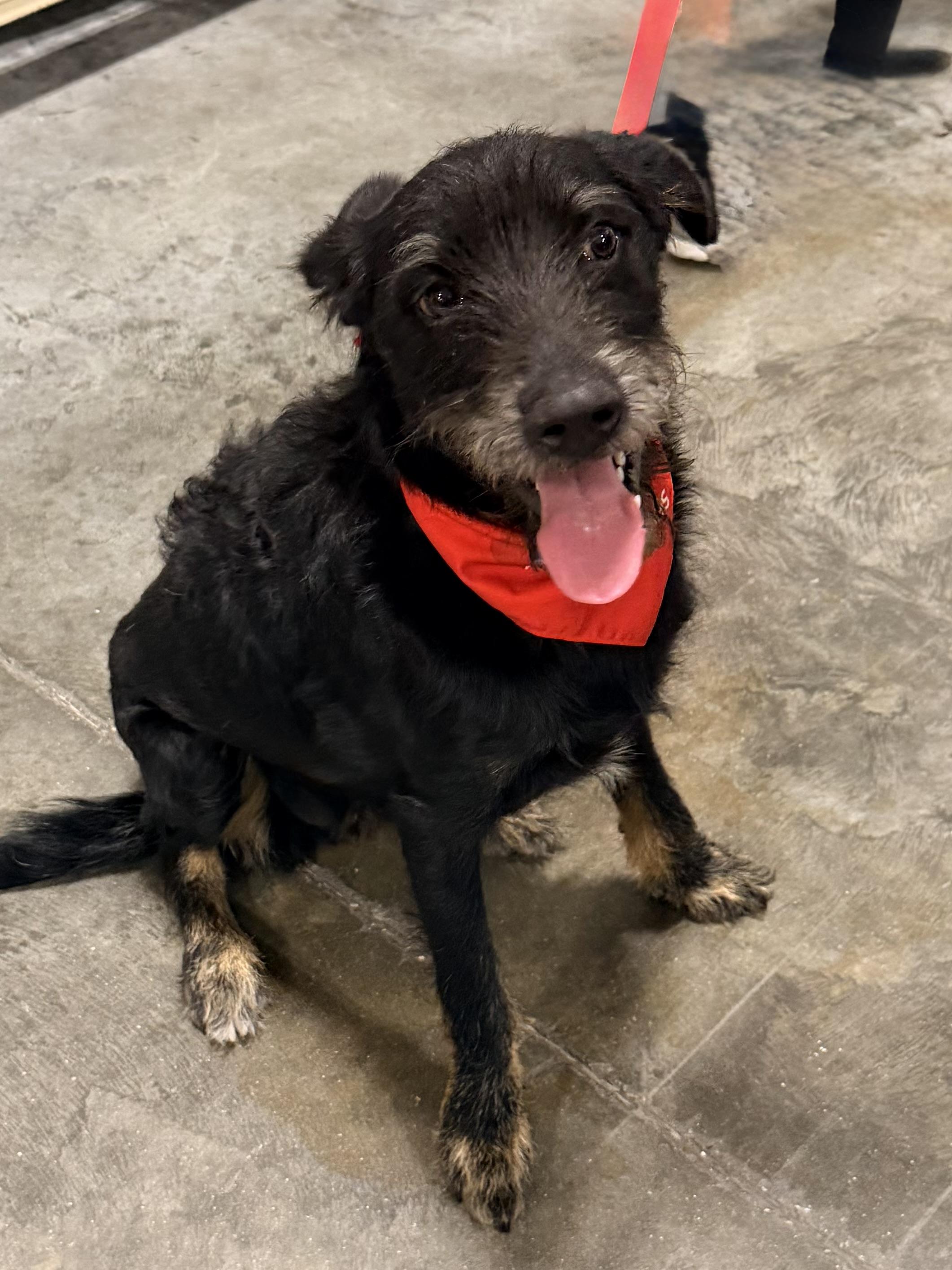 Knight, Adoptable, Young Male Poodle & Terrier.