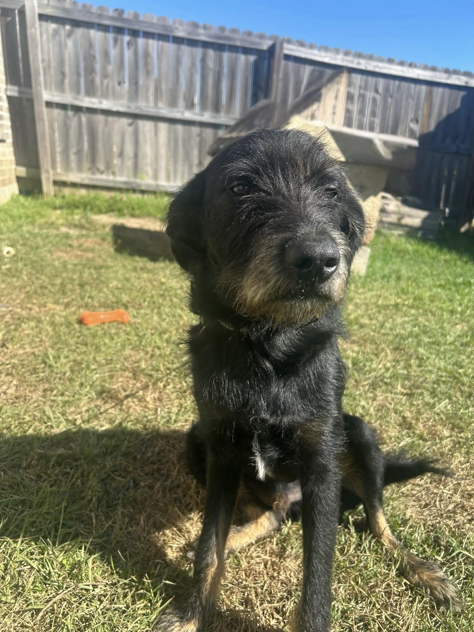 Enlarge Knight, a Adoptable mixed breed in Baker, LA image 2/5