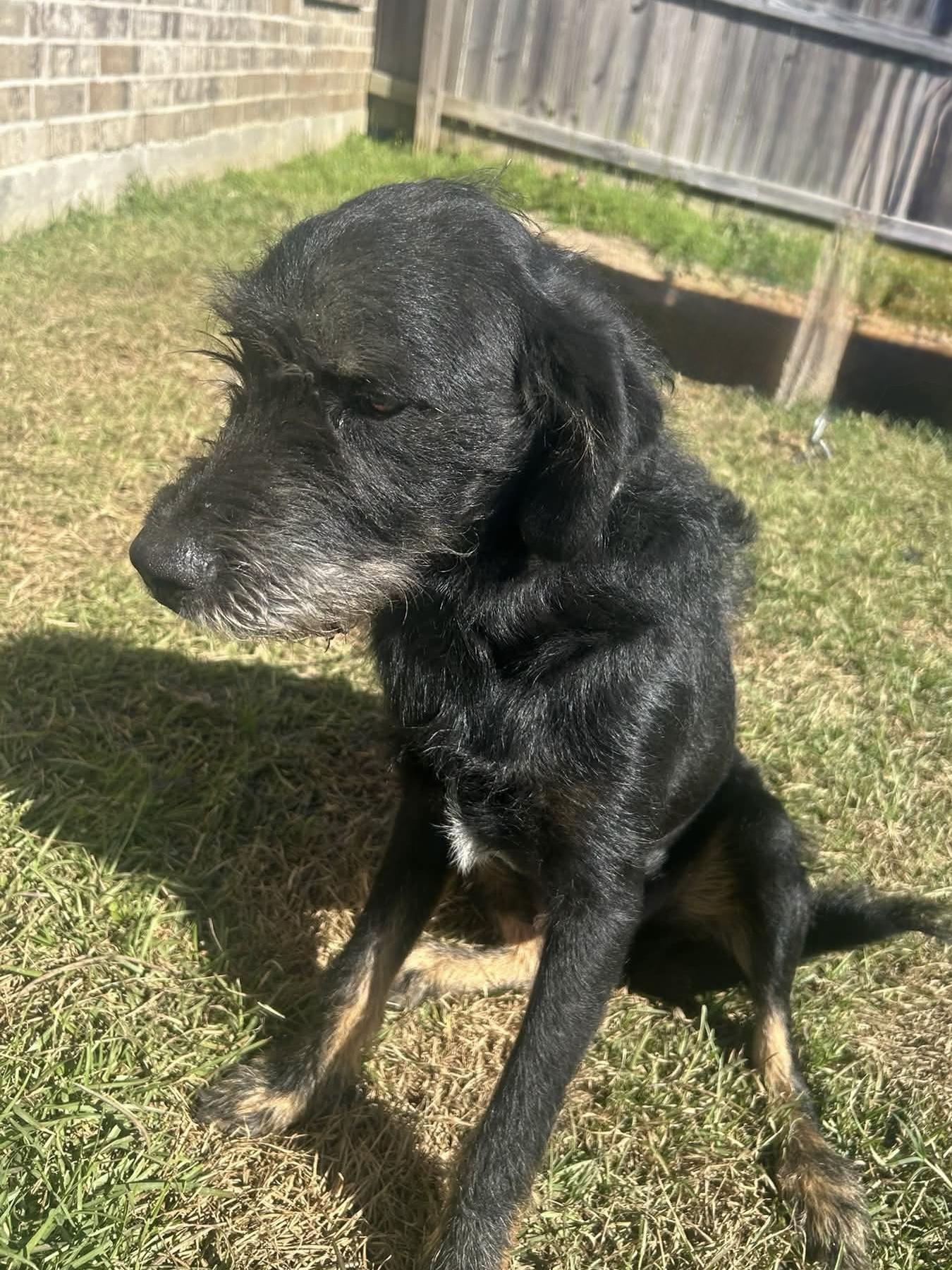Enlarge Knight, a Adoptable mixed breed in Baker, LA image 4/5