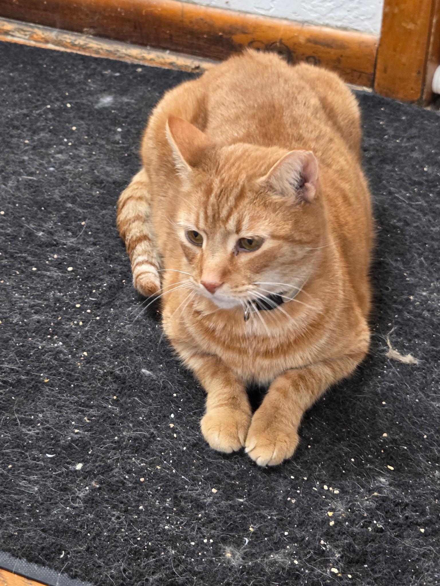 Enlarge Rocky, an adopted American Shorthair in Mount Pleasant, PA image 1/1