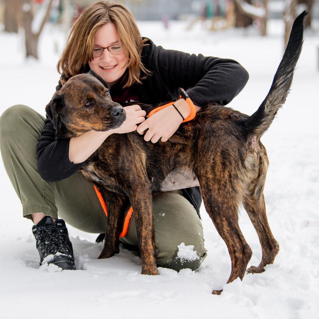 Ali May, Adoptable, Adult Female Mixed Breed.