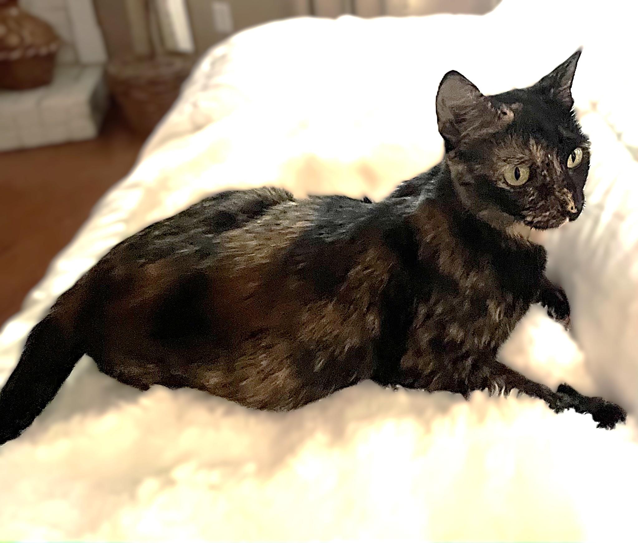 Enlarge Jenee, a Adoptable mixed breed in Allen, TX image 4/6