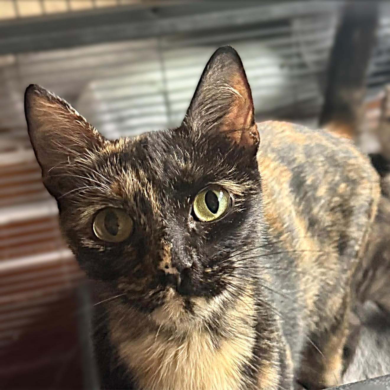 Enlarge Jenee, a Adoptable mixed breed in Allen, TX image 3/6